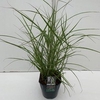 Miscanthus 'Ferner Osten' P23 (5ltr)