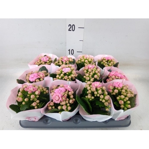 Kalanchoe   ...