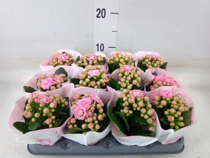 <h4>Kalanchoe ...</h4>