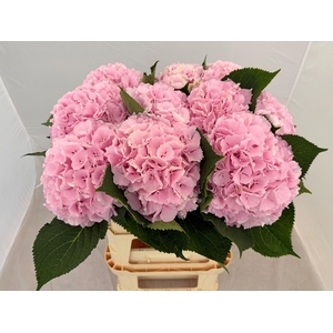 HORT VERENA PINK HYDR M CH VERENA