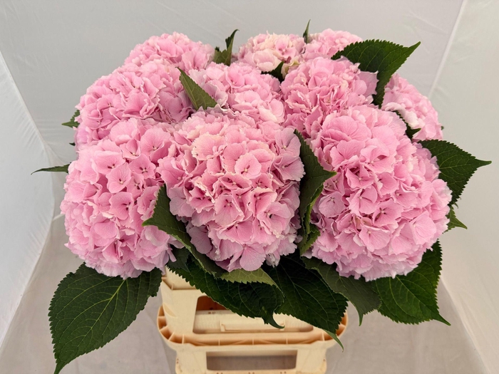 <h4>HORT VERENA PINK HYDR M CH VERENA</h4>