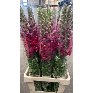 ANTIRRHINUM IT. RED EX*#
