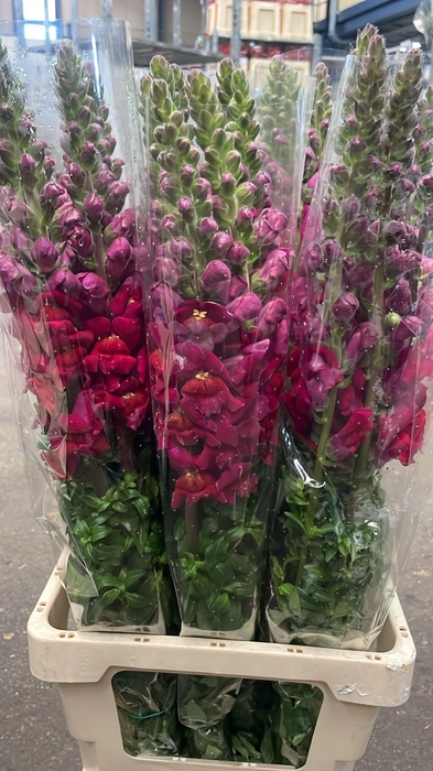 <h4>ANTIRRHINUM IT. RED EX*#</h4>