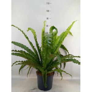 Asplenium antiquum 'Osaka'