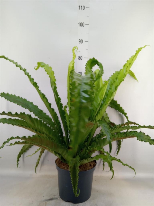 <h4>Asplenium antiquum 'Osaka'</h4>