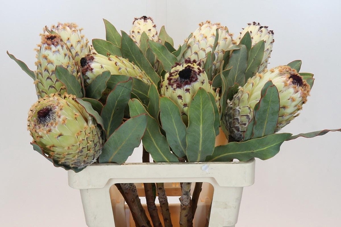 <h4>PROTEA M ICE QUEEN</h4>