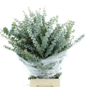 Euca Baby Blue Long 200grams Albenga