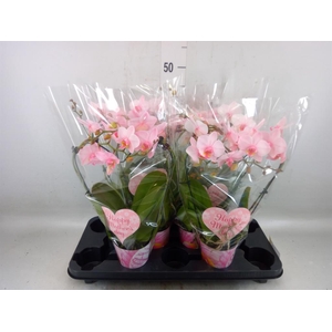 Phalaenopsis   ...