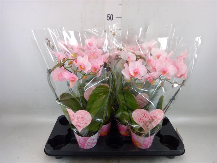 <h4>Phalaenopsis   ...</h4>