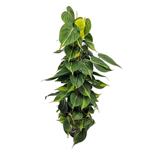 PHIL SCANDENS BRASIL