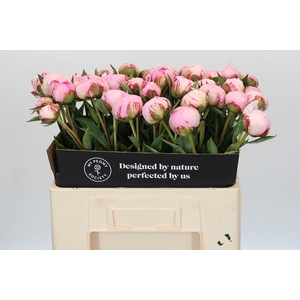 Paeonia Sarah Bernhardt