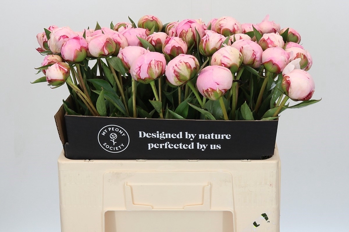 <h4>Paeonia Sarah Bernhardt</h4>