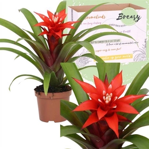 Guzmania Confetti