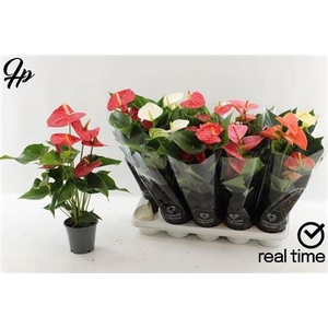 Anthurium Andreanum Grp gemengd 4 kleuren
