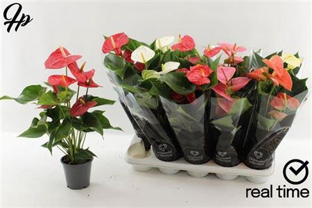 <h4>Anthurium Andreanum Grp gemengd 4 kleuren</h4>
