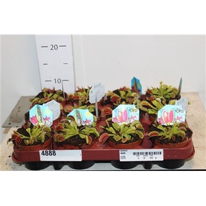 Dionaea Muscipula