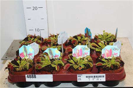 <h4>Dionaea Muscipula</h4>