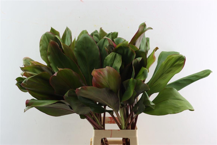 <h4>Cordyline Bolero Tricolor Xl</h4>