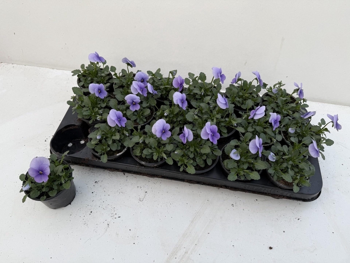 <h4>VIO CO SORBET GEM</h4>