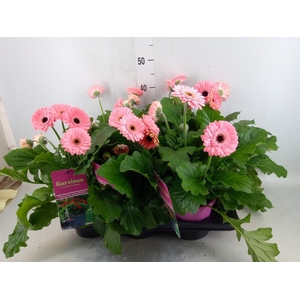 Gerbera  'Garvinea Sweet Heart'