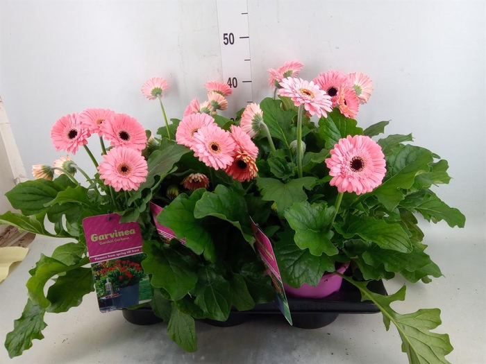 <h4>Gerbera  'Garvinea Sweet Heart'</h4>