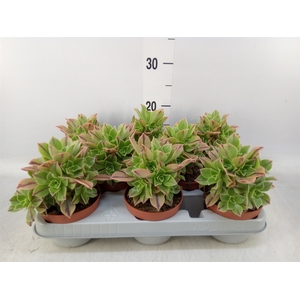 Aeonium   ...
