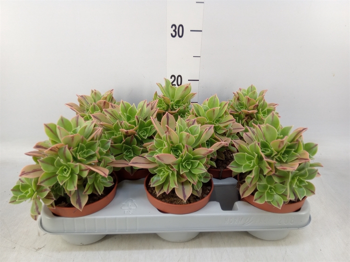 <h4>Aeonium   ...</h4>