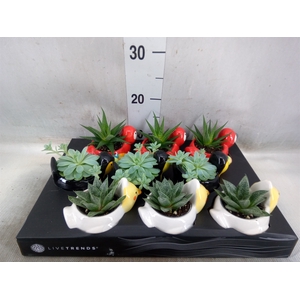 Arr.   Kamerplant Groen L%