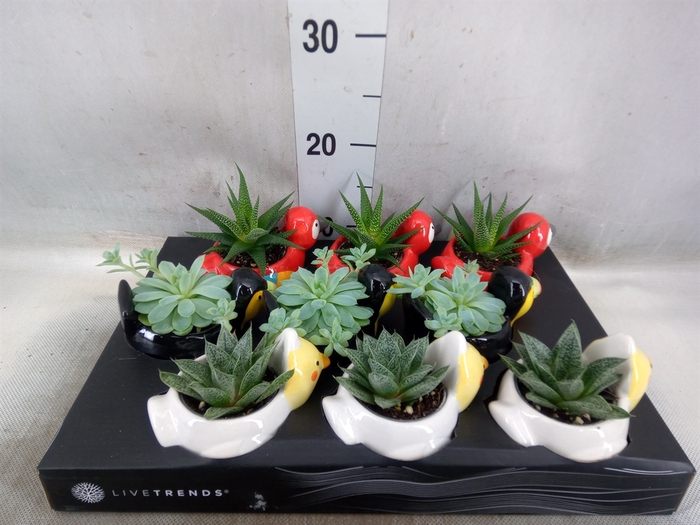 <h4>Arr.   Kamerplant Groen L%</h4>