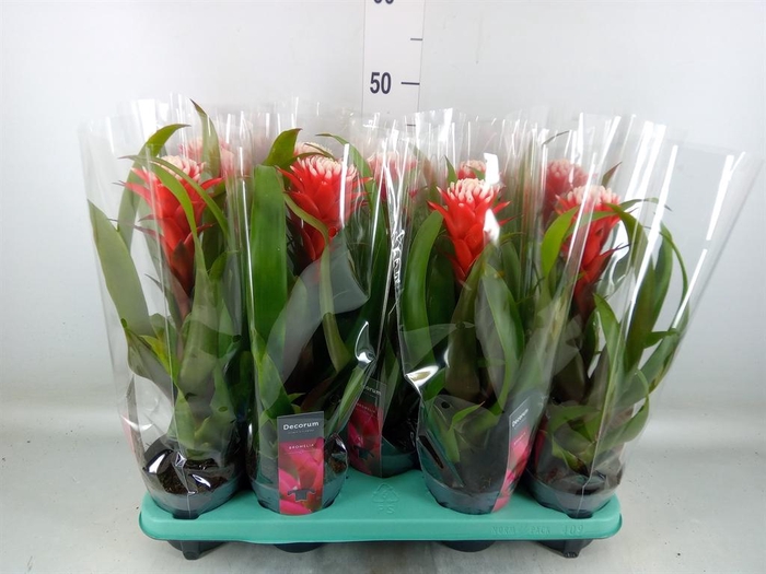 <h4>Guzmania 'Hope'</h4>