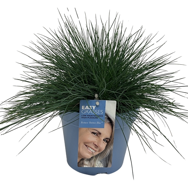 <h4>Festuca Intense Blue® BLAUW</h4>