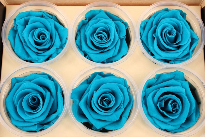 <h4>R Prs Turquoise Authentic</h4>