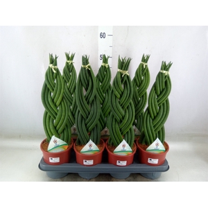 Sansevieria cyl.  ...