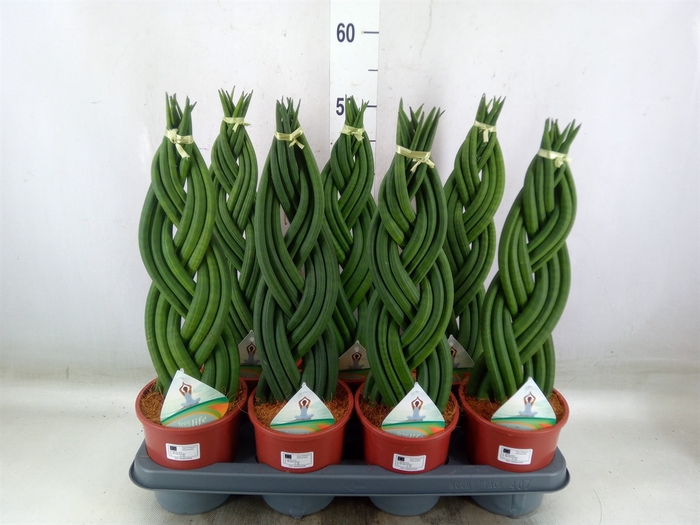 <h4>Sansevieria cyl.  ...</h4>