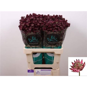 Astr Star Of Love 60cm