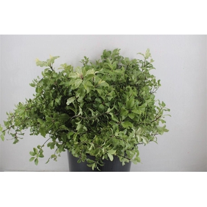 Pittosp Nevato Wit 150gr P Bunch