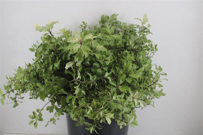 <h4>Pittosp Nevato Wit 150gr P Bunch</h4>