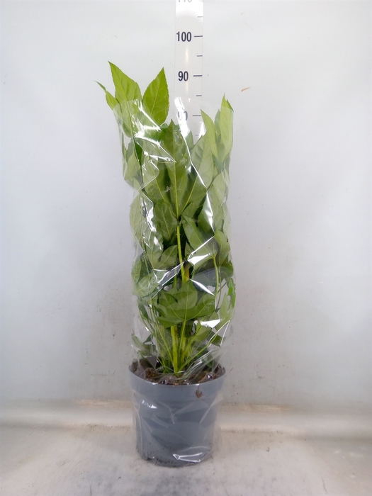 <h4>Fatsia japonica   ...</h4>
