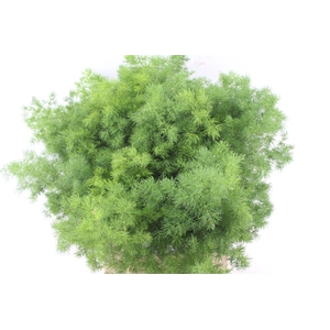Asp Umbellatus