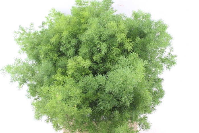 <h4>Asp Umbellatus</h4>