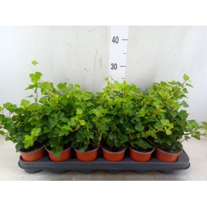 Hedera helix 'Goldchild'