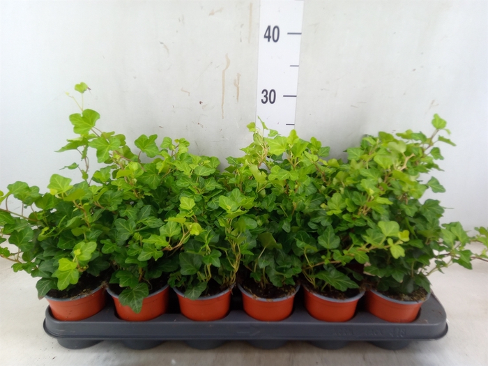 <h4>Hedera helix 'Goldchild'</h4>