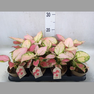 Aglaonema   ...