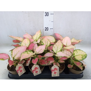 Aglaonema   ...