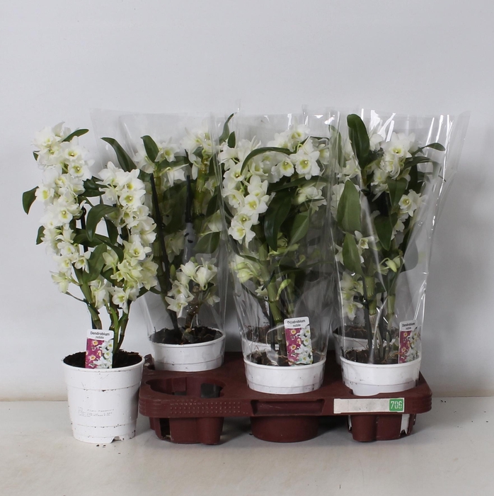 <h4>DENDR N SC APOLLON</h4>