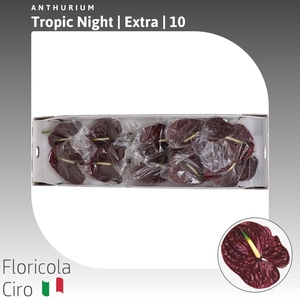 Anthurium Tropic Night | Extra
