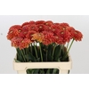 Dahlia Orange Fox