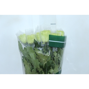 ANASTASIA DARK GREEN 080 CM VERDE