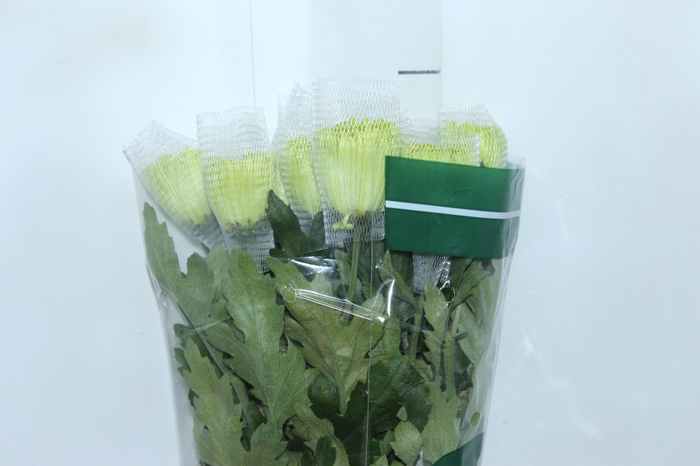 <h4>ANASTASIA DARK GREEN 080 CM VERDE</h4>
