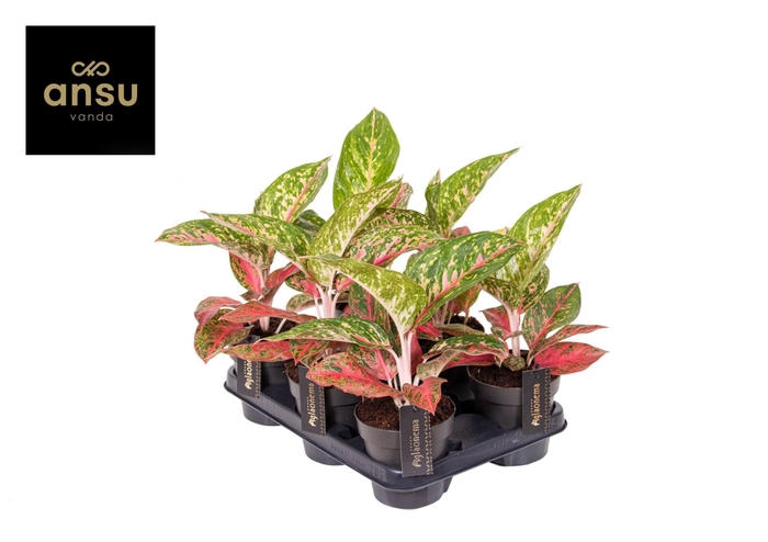 <h4>Aglaonema overig</h4>